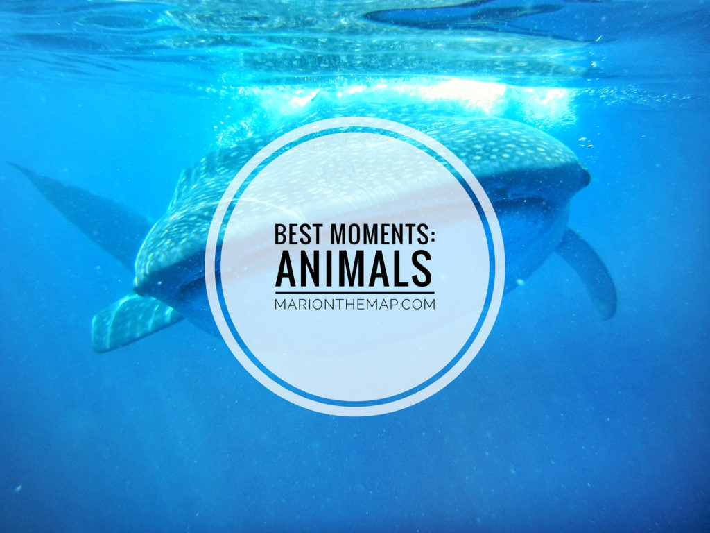 Best Moments: Animals Mari on the Map