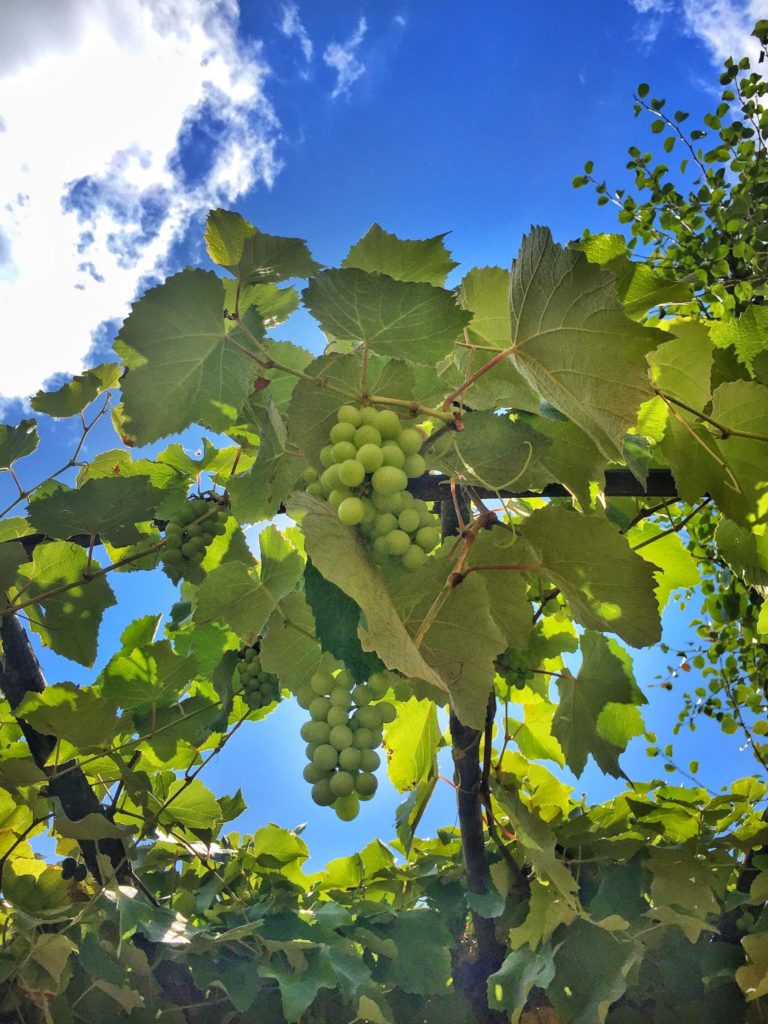 Badia a Coltibuono vineyard on a Tuscany, Italy road trip