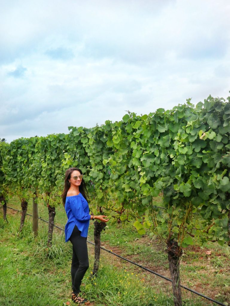 Villa Maria vineyard grapes Auckland