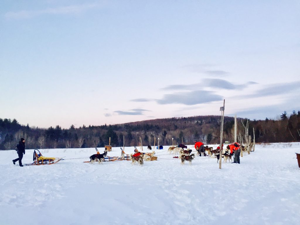 Dogsled teams getting ready to go in Montreal