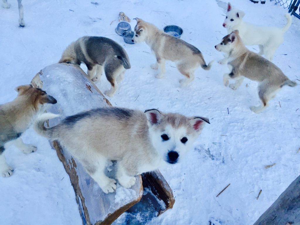 Husky puppies in Montreal