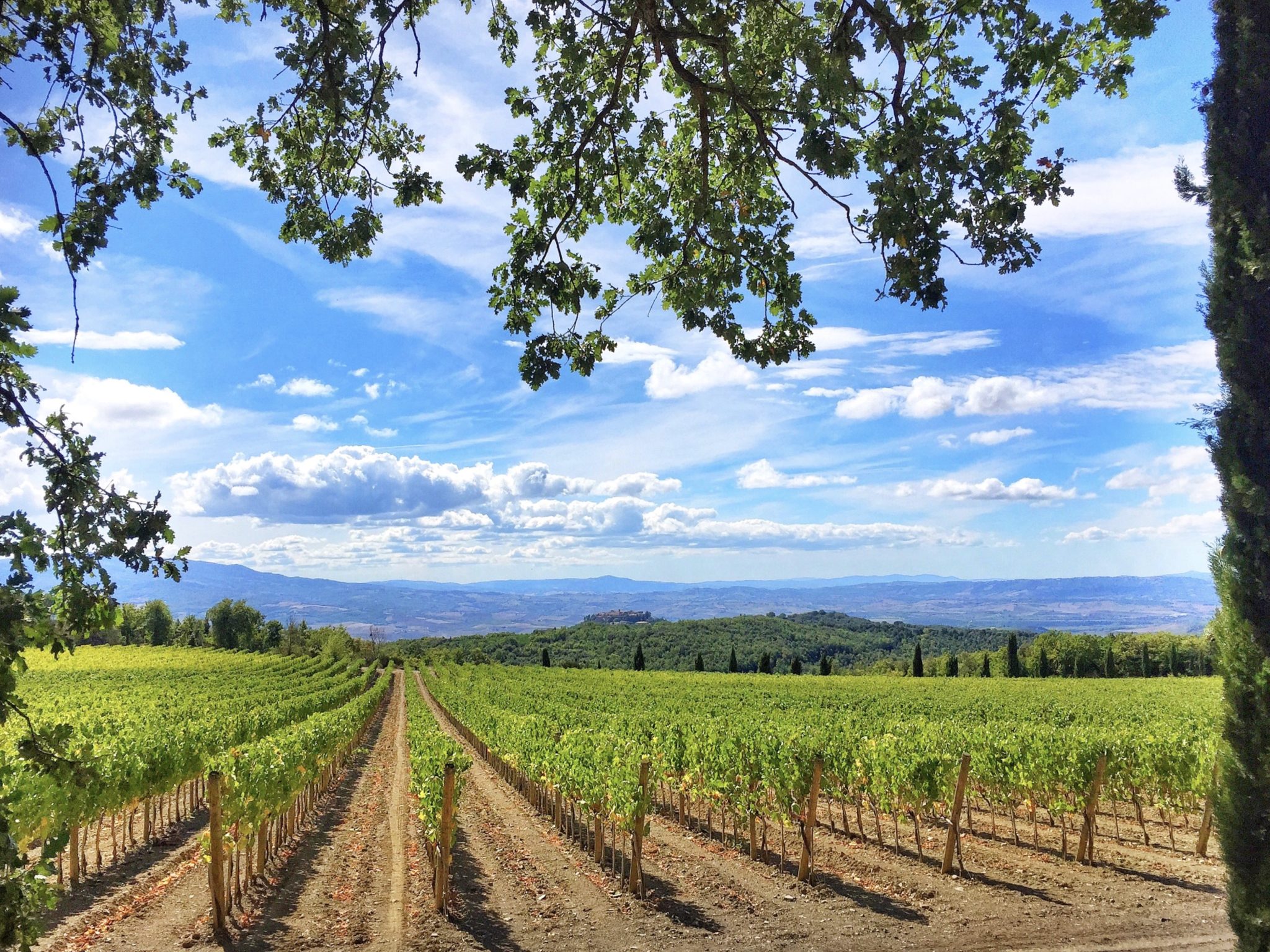 Poggio Antico vineyard in Montalcino, Tuscany