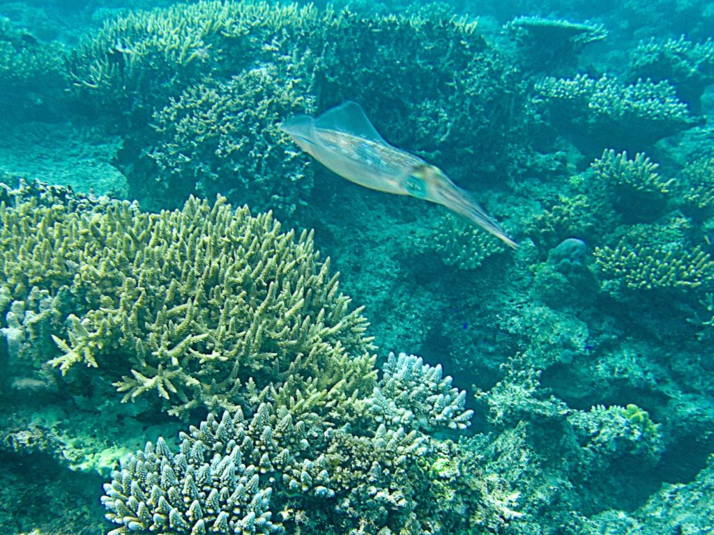 Squid at Likuliku Lagoon Resort, Fiji