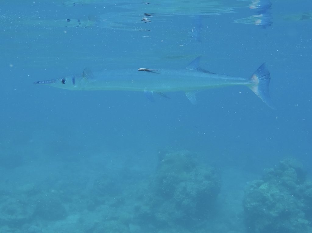 Fish at South Sea Island, Fiji