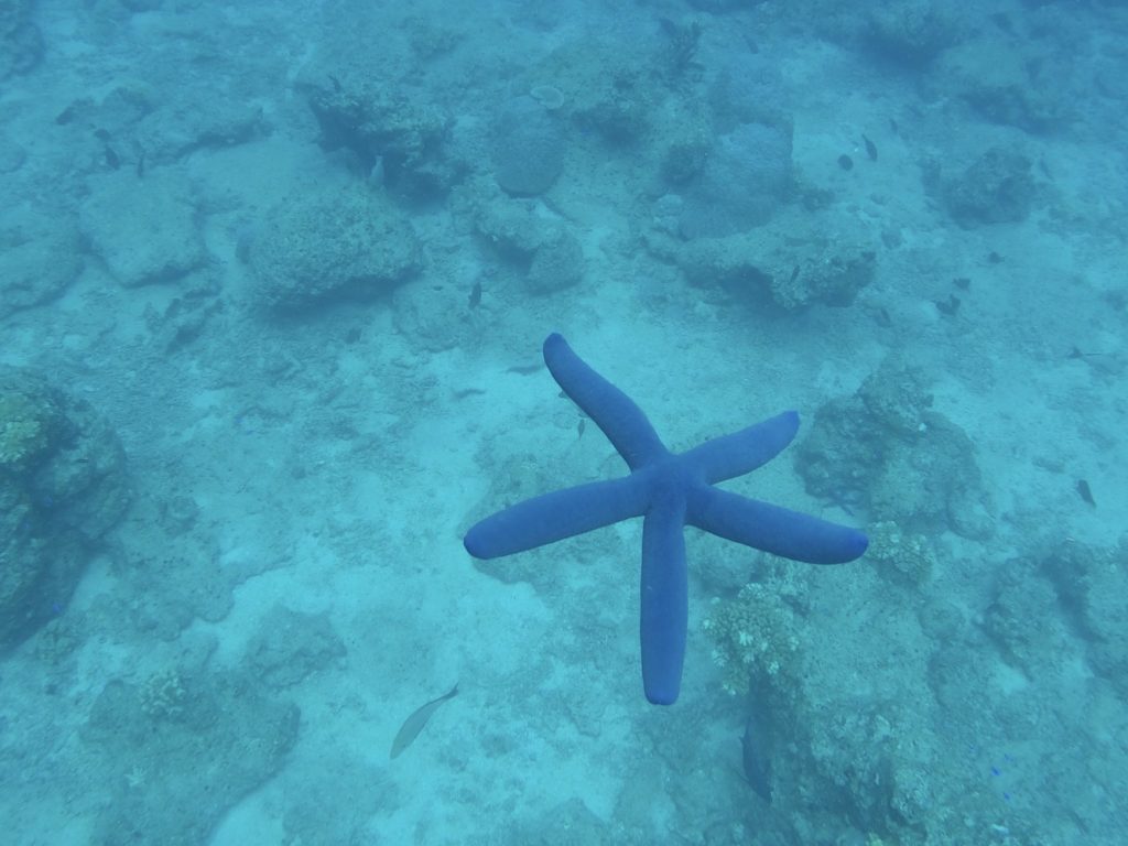 Starfish at South Sea Island, Fiji