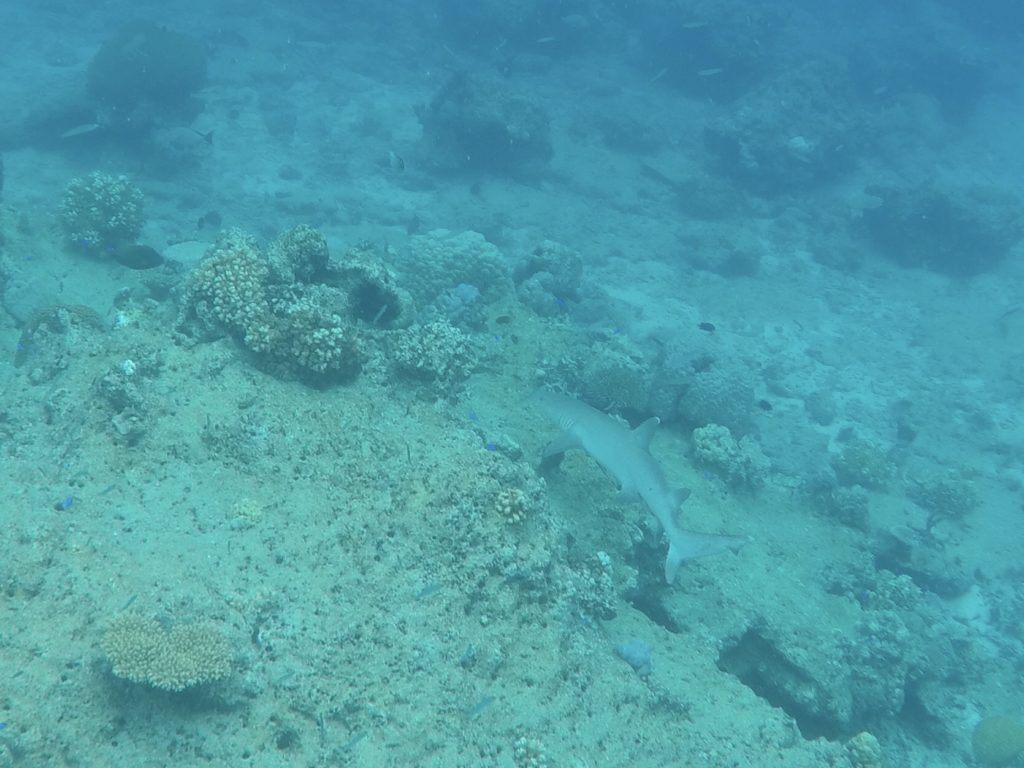 White tip reef shark at South Sea Island, Fiji