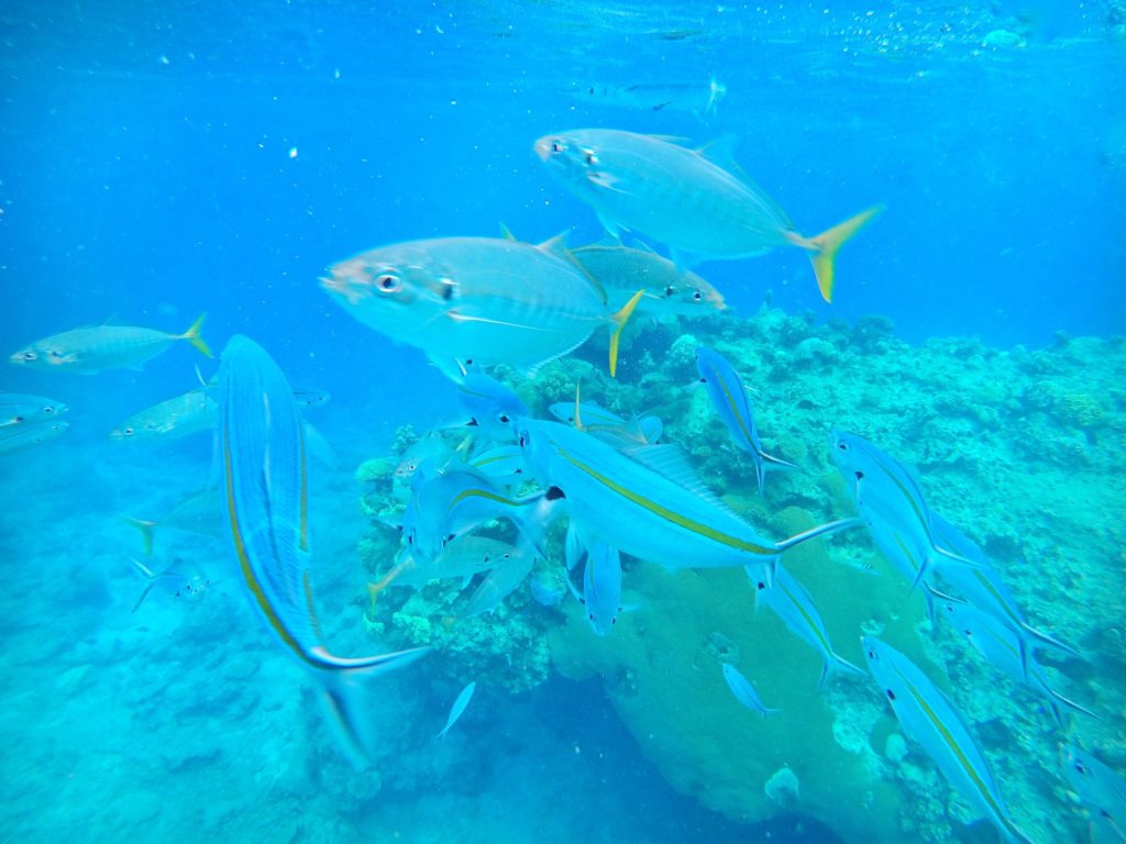 Snorkeling at South Sea Island, Fiji