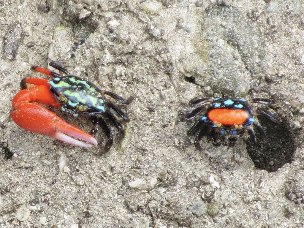 Crabs at Likuliku Lagoon Resort, Fiji