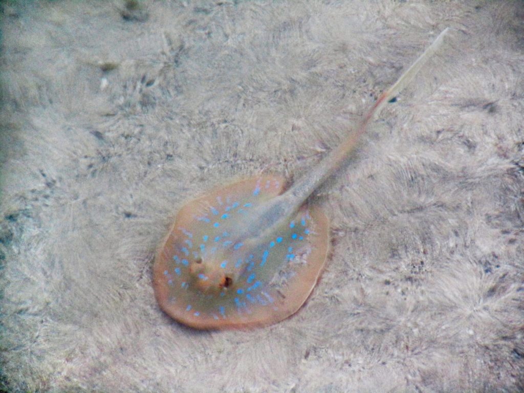 Baby stingray at Likuliku Lagoon Resort, Fiji