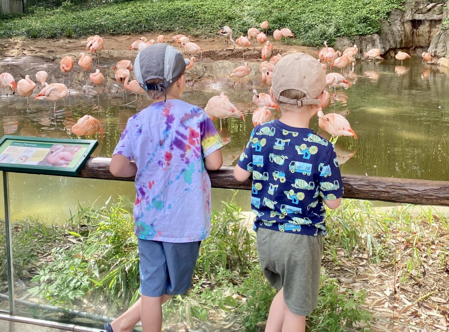 children looking at flamingos at the zoo