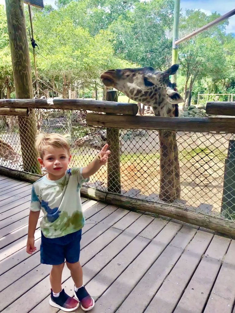 Child feeding a giraffe at the zoo