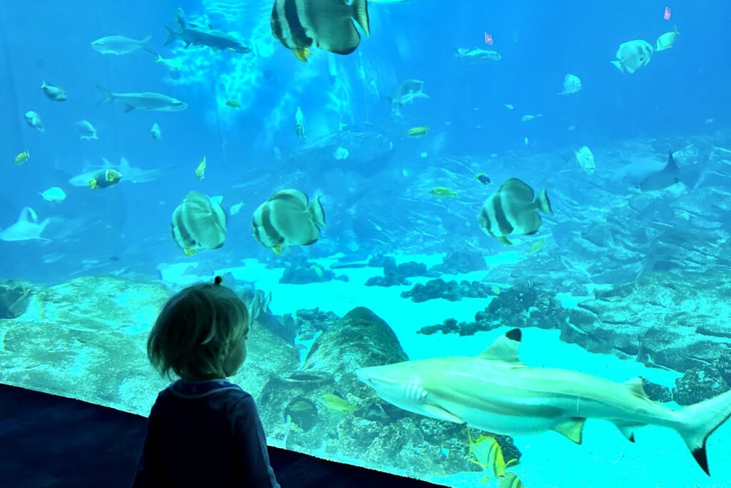 A young child looking at a large aquarium filled with colorful fish, sharks, and vibrant blue water.