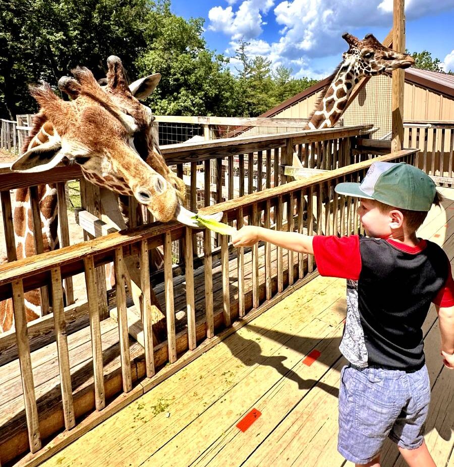 A child feeding a giraffe at a zoo, with a bright blue sky and wooden fencing in the background.