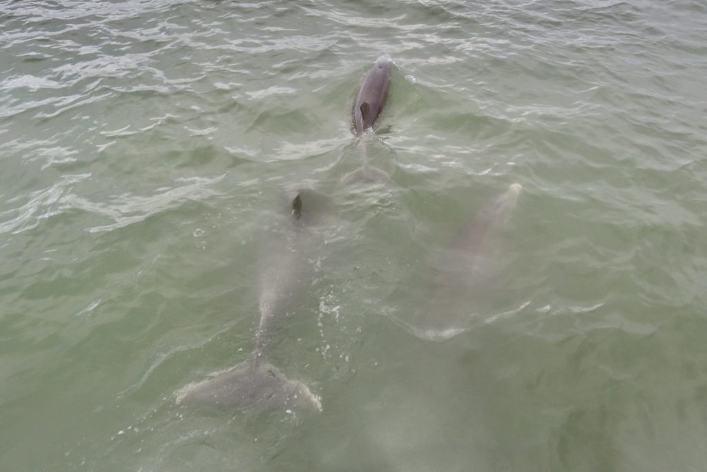 Dolphin Explorer Marco Island FL