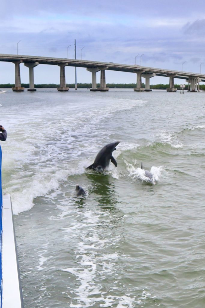 Dolphin Explorer Marco Island FL