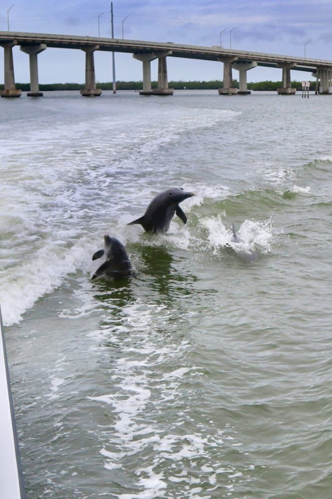 Dolphin Explorer Marco Island FL