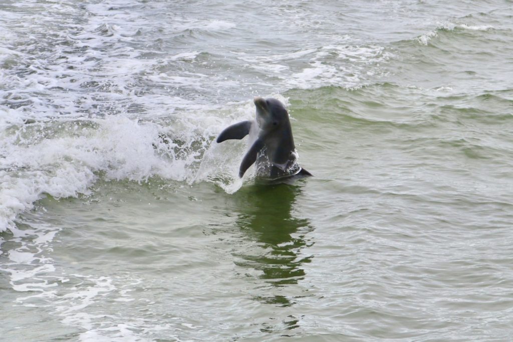 Dolphin Explorer Marco Island FL