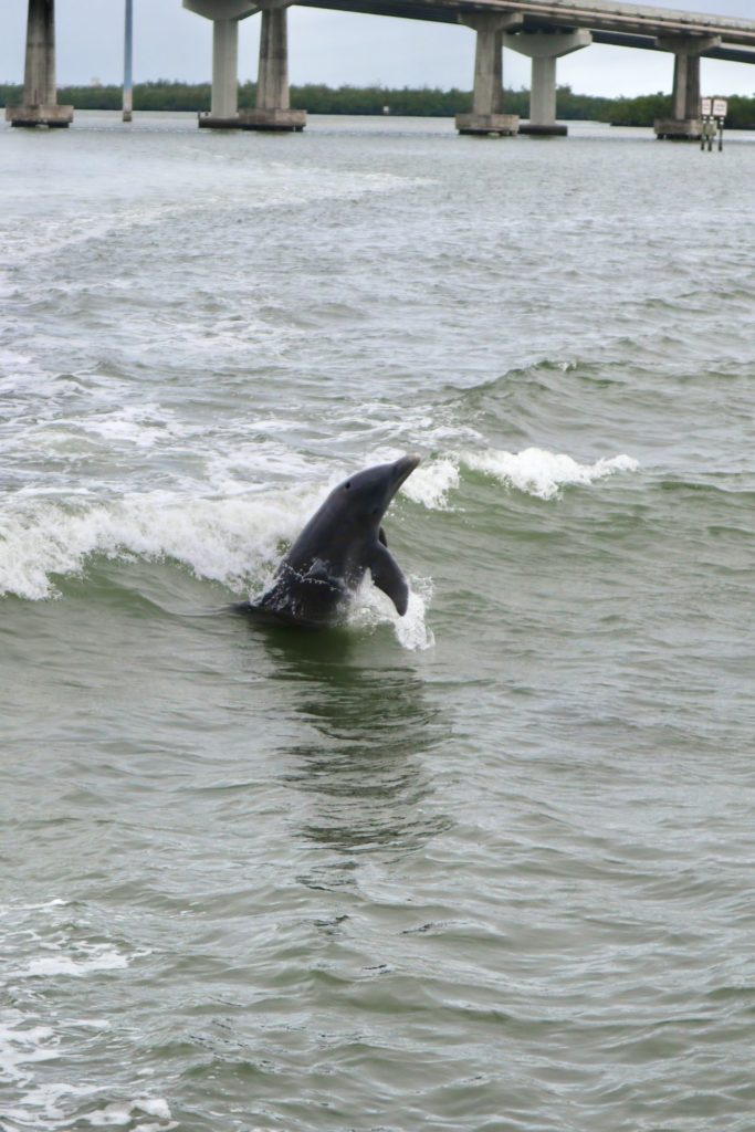 Dolphin Explorer Marco Island FL