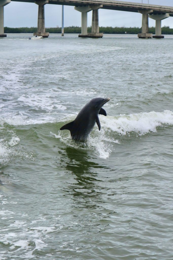 Dolphin Explorer Marco Island FL