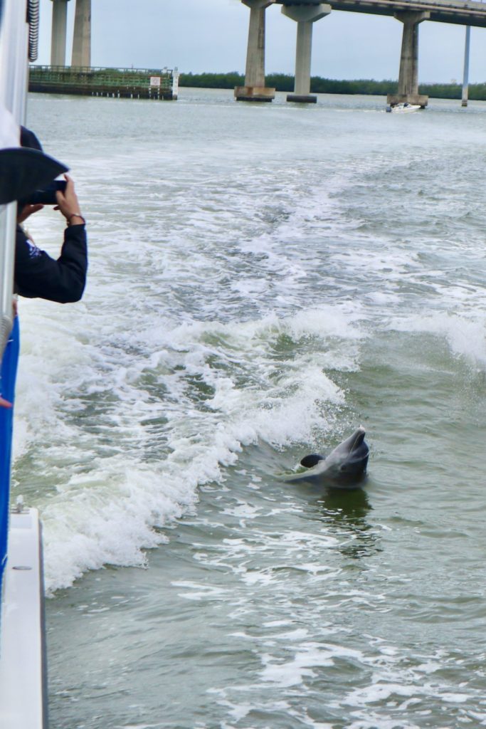 Dolphin Explorer Marco Island FL