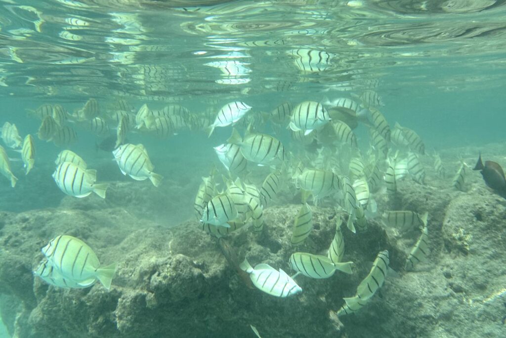 An underwater scene at Hanauma Bay in Oahu, Hawaii showing a school of striped tropical fish swimming around coral reefs in clear, blue-green water.