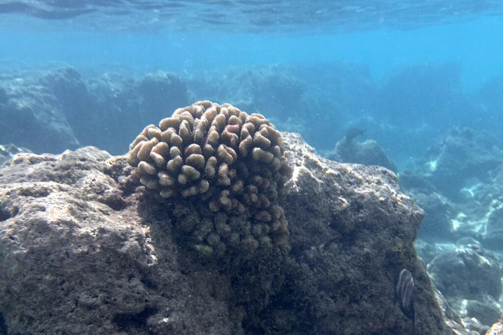 An underwater scene at Hanauma Bay in Oahu, Hawaii featuring a large, brown coral formation on a rocky surface, surrounded by clear blue water.