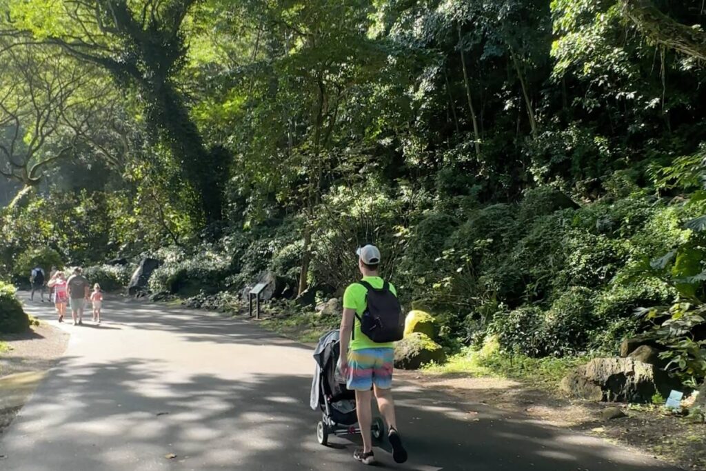 A dad pushes a stroller along a paved trail in Waimea Valley in Oahu, Hawaii, surrounded by lush green foliage and tall trees. Other people, including children, walk ahead on the same path.