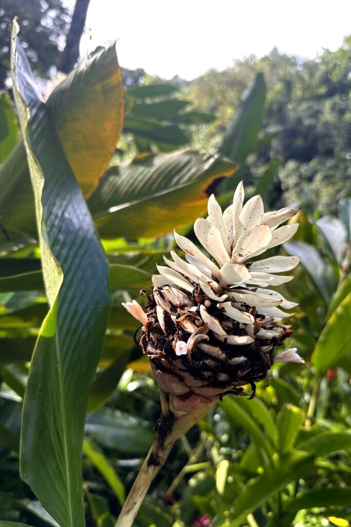 A close-up of a flower in the botanical garden at Waimea Valley in Oahu, Hawaii.