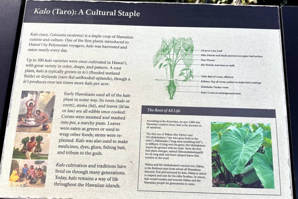 A close-up of the kalo or taro plant, standing out against a background of large green leaves in Waimea Valley  in Oahu.