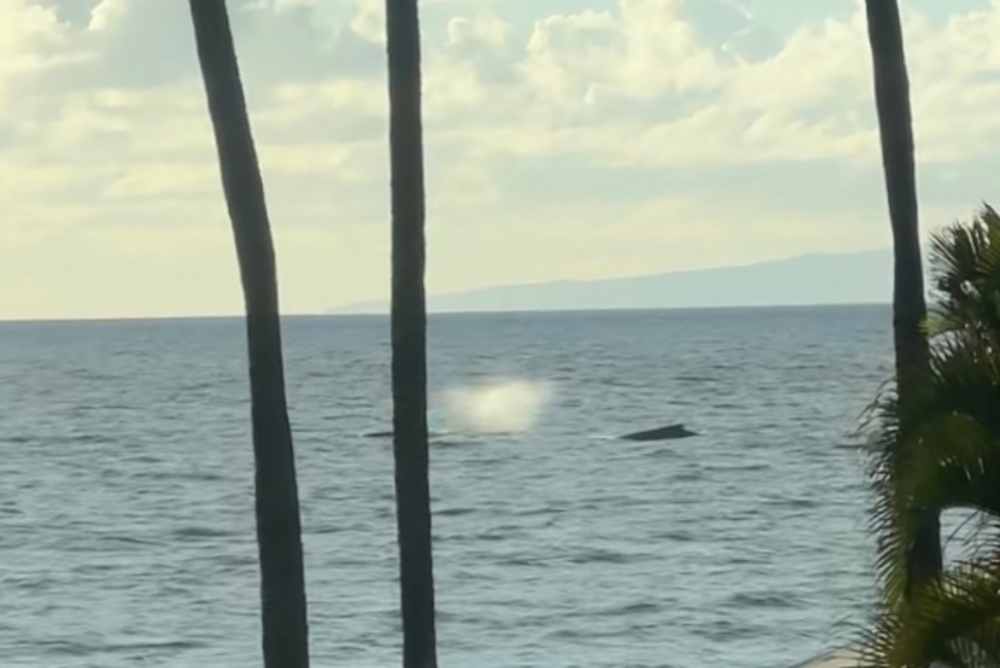 A humpback whale breaching in the distance, with palm trees framing the ocean view. Oahu, Hawaii.