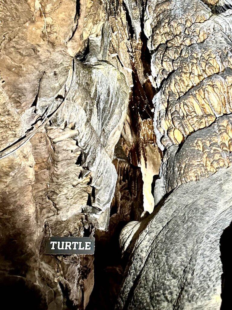 A turtle-shaped rock formation in the cave, marked by a sign labeled "Turtle." Ruby Falls cave walk in Chattanooga, Tennessee