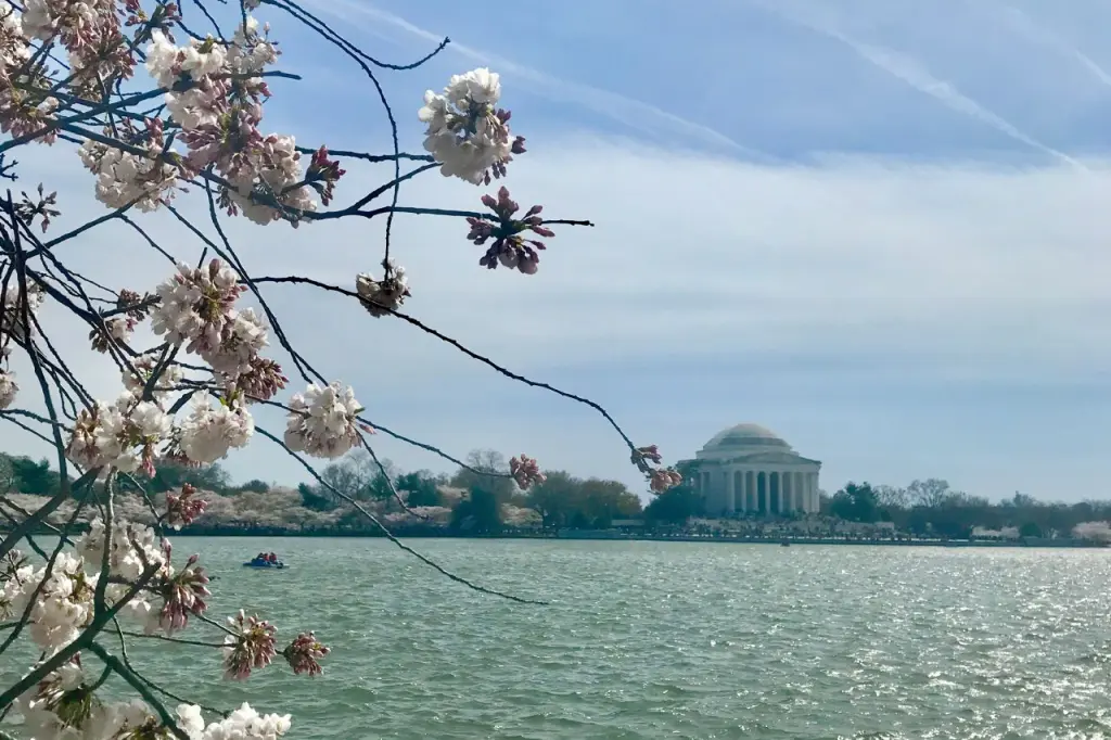 Cherry blossoms in full bloom frame the view of the Jefferson Memorial across the Tidal Basin with rippling water and blue skies. Washington DC Cherry Blossoms