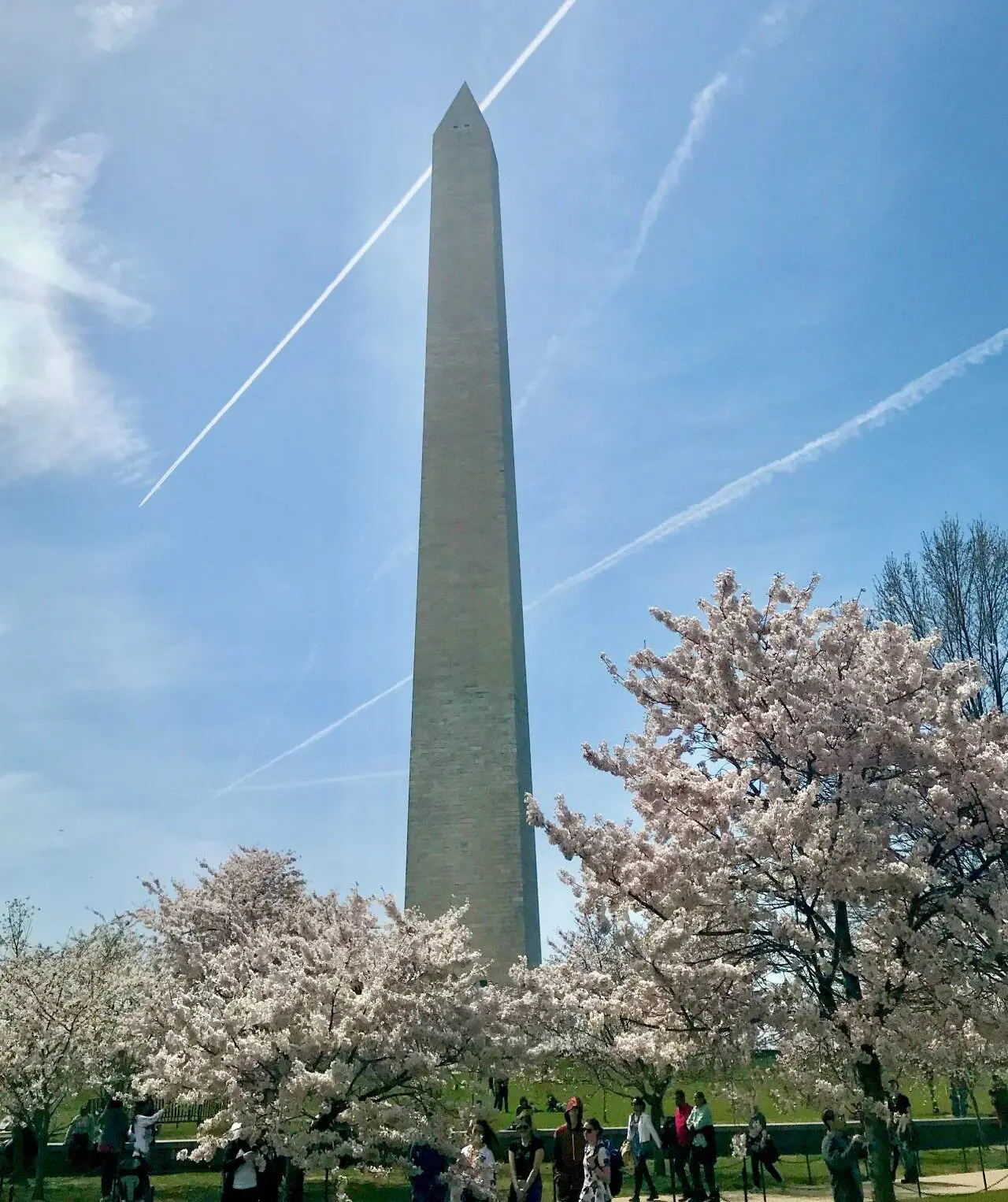 The Washington Monument stands tall against a bright blue sky, surrounded by cherry blossom trees with soft pink and white flowers. Washington DC Cherry Blossoms