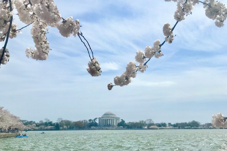 Delicate cherry blossom branches stretch across the frame, framing the Jefferson Memorial in the distance under a light blue sky. Washington DC Cherry Blossoms