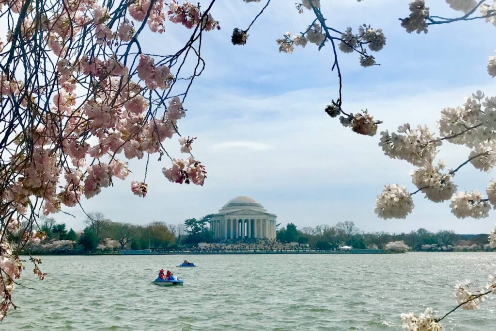 Clusters of pink and white cherry blossoms in the foreground with the Jefferson Memorial visible across the water under a clear sky. Washington DC Cherry Blossoms