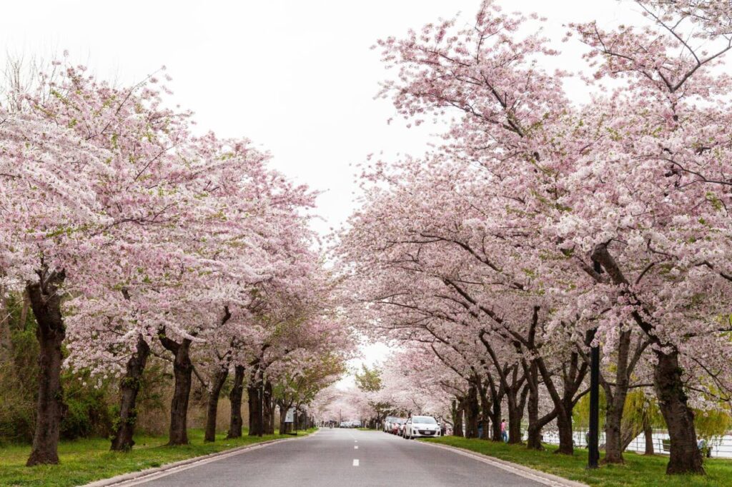 A scenic road lined with cherry blossom trees in full bloom, creating a pink canopy over parked cars and a pedestrian walkway. Washington DC Cherry Blossoms