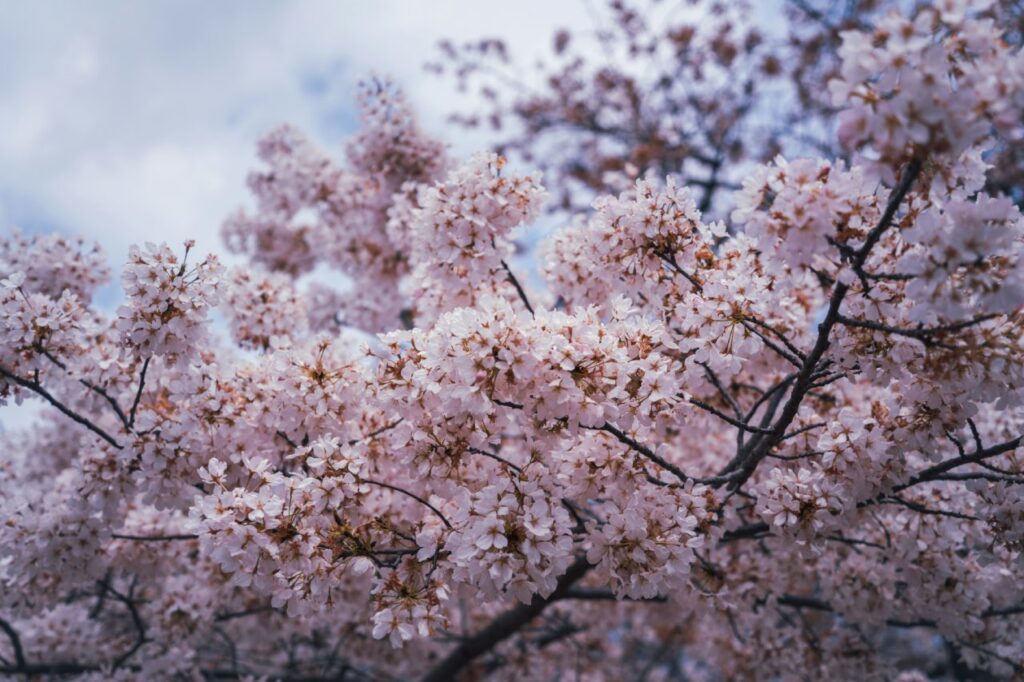 A close-up view of cherry blossoms in full bloom, with soft pink petals densely covering dark branches against a slightly cloudy sky. Washington DC Cherry Blossoms