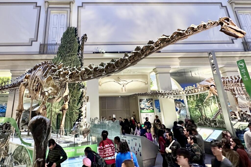 Dinosaur skeleton exhibit inside the Smithsonian Museum of Natural History, with visitors observing.