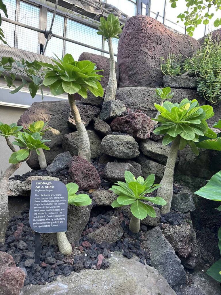 Cabbage on a stick at the US Botanical Gardens