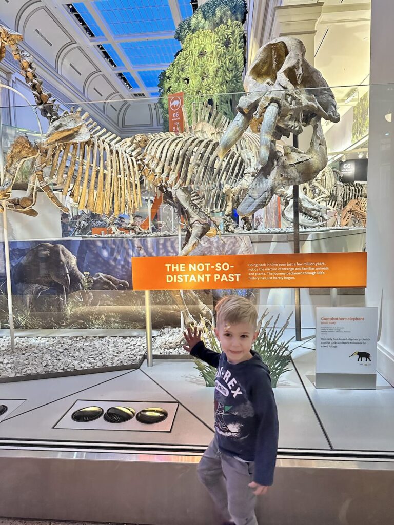 A boy stands in front of a dinosaur fossil at the National History Museum in Washington, DC