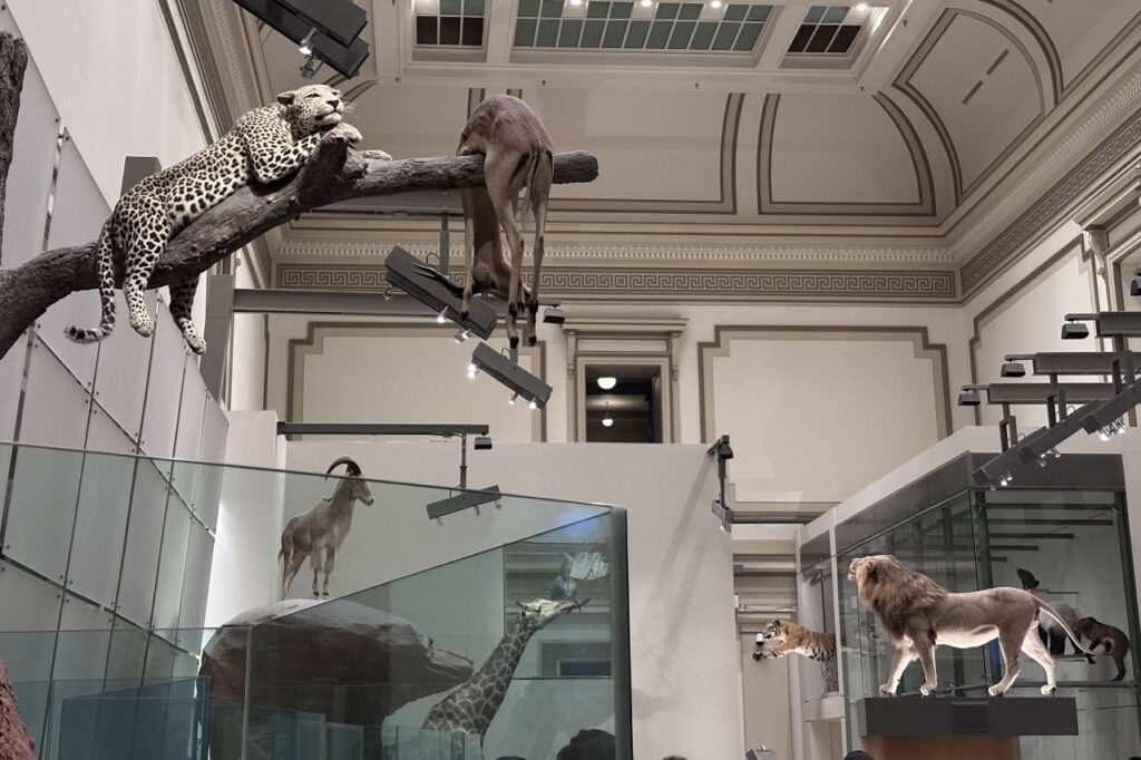 A museum exhibit featuring animals, including a leopard resting on a tree branch, a lion on a platform, and a deer hanging upside down from a tree, set in a grand hall with ornate architecture.