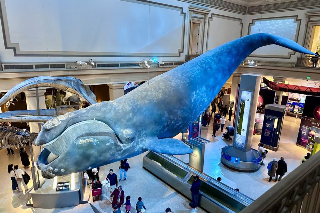 A large, life-size model of a blue whale is suspended from the ceiling in a museum, with visitors walking below and various ocean exhibits in the background.