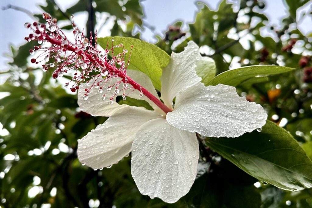 White hibiscus flower with dew-covered petals and a bright pink stamen, against a background of green leaves.