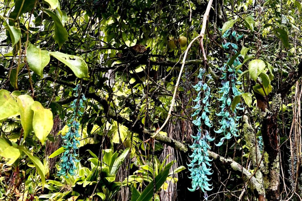 Jade vine plant with cascading turquoise flowers hanging from a tree branch, set against a backdrop of dense tropical foliage.