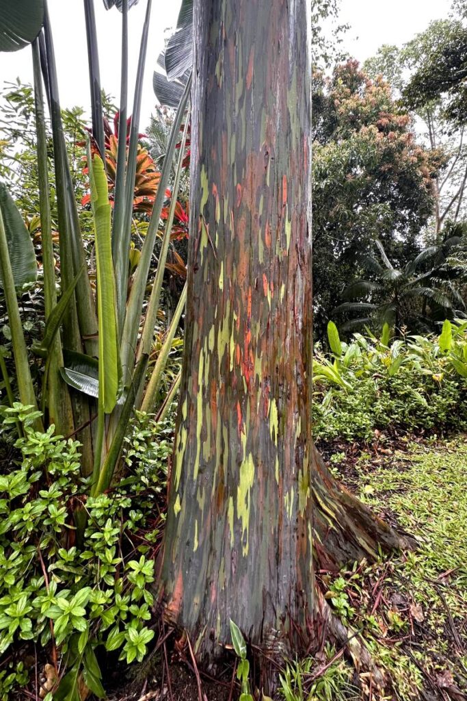 Close-up of a rainbow eucalyptus tree trunk displaying vivid streaks of green, orange, and red colors in its smooth bark.