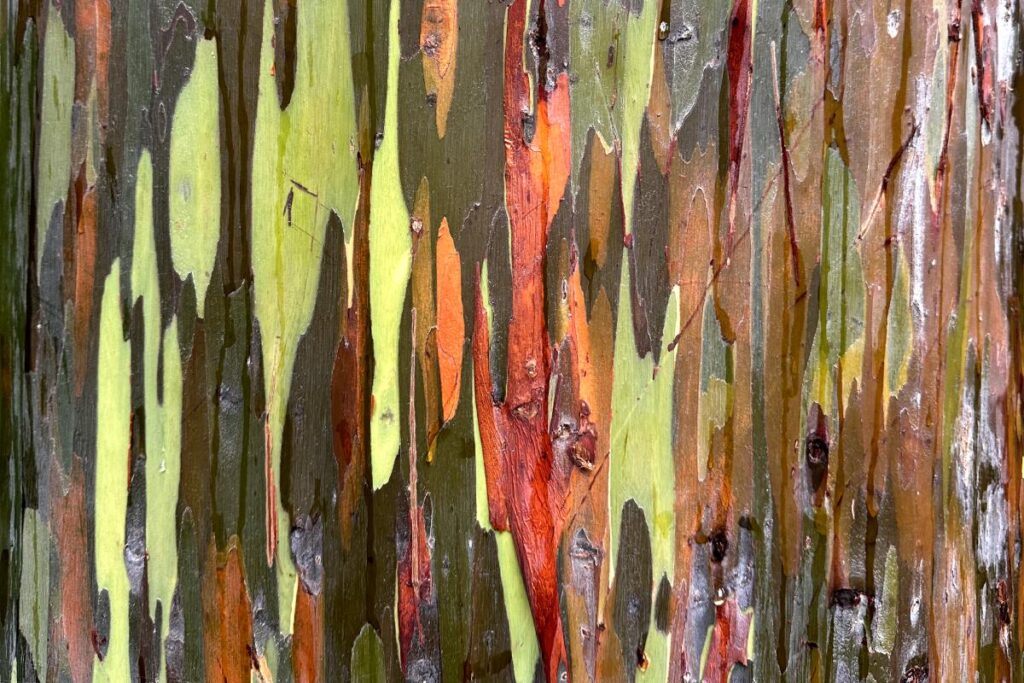 Close-up view of the intricate bark pattern of a rainbow eucalyptus tree, highlighting the different hues and smooth texture.