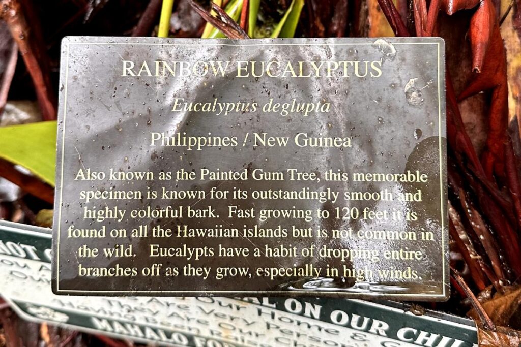 Informative plaque about the rainbow eucalyptus tree, detailing its origins from the Philippines and New Guinea, set against a background of tropical plants.