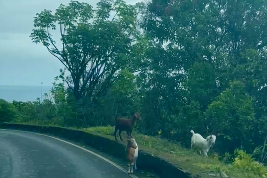 Goats standing along the edge of a narrow road on the Road to Hana, surrounded by dense trees and greenery, with a view of the ocean in the distance. Maui, Hawaii.