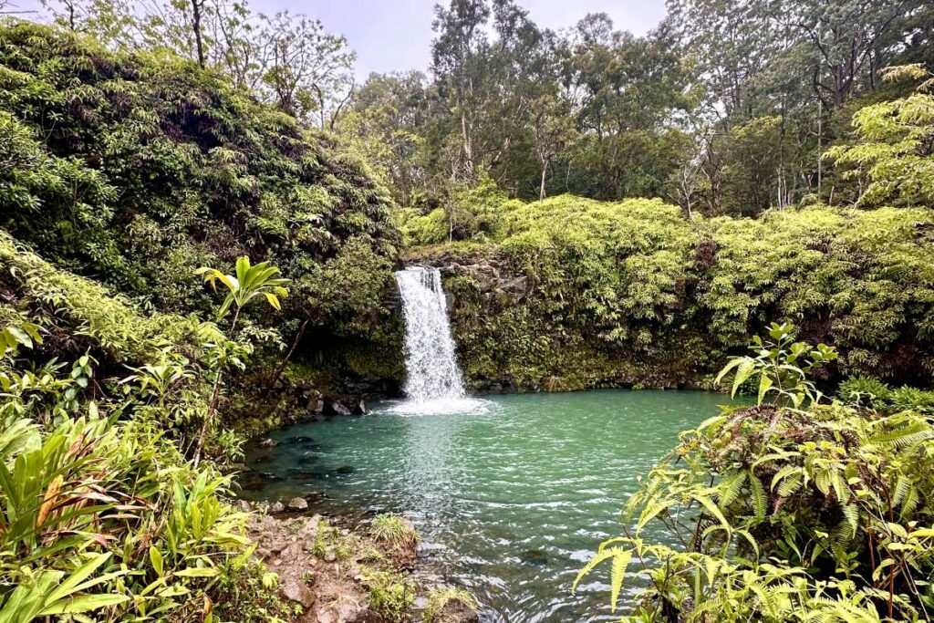 A waterfall flows into a bright green pool, surrounded by thick jungle foliage and plants, creating a serene and inviting natural scene. Maui, Hawaii. Road to hana stops
