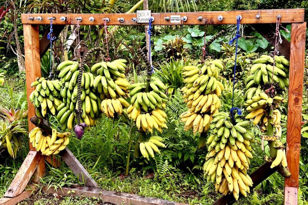 Bunches of ripe bananas hanging from a wooden frame in a tropical garden, surrounded by lush greenery and vibrant plants. Maui, Hawaii. Road to hana stops
